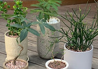 観葉植物