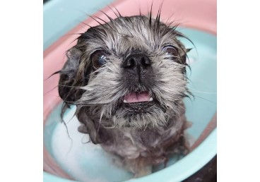 愛犬にやさしいトリミングと厳選したケア用品