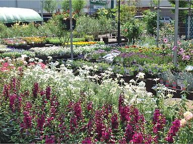季節の花苗を多数ご用意