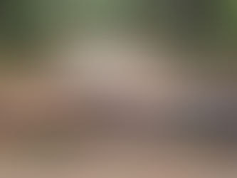 The Trees I Couldn't Move or How to Navigate Grief One Log at a Time