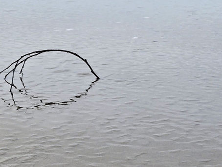 A branch sticking up through murky water