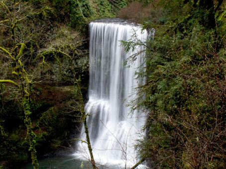 A waterfall in a forest