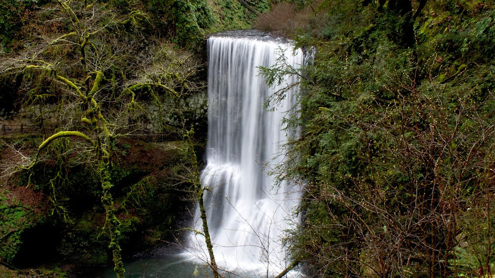 A waterfall in a forest