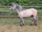 Balmoral Jack
