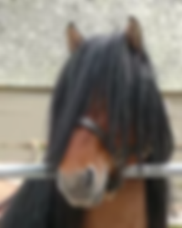 Balmoral Morven - Elevage de Lhermet