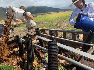 Maui Compost, The Seeking Root