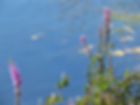 Purple flowers bloom by a tranquil blue lake, with floating leaves and green foliage, creating a peaceful natural scene.
