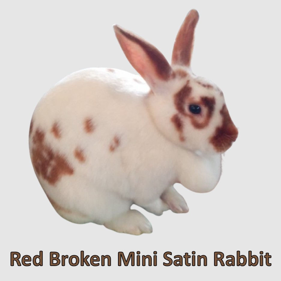 Black Dutch rabbit