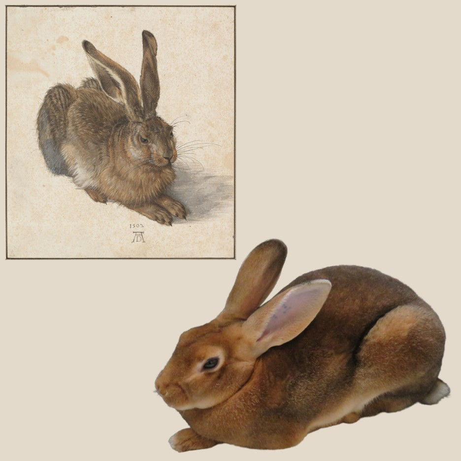 Castor Rex rabbit