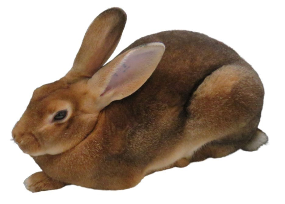 Castor Rex rabbit