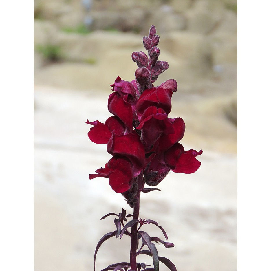 Dark red snapdragon flower with layered petals stands against a blurred, sandy background, creating a serene and natural scene.