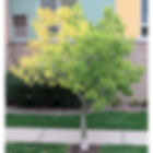 Tree with green-yellow leaves beside a multi-colored building. Concrete path and green grass in foreground. Calm, suburban setting.