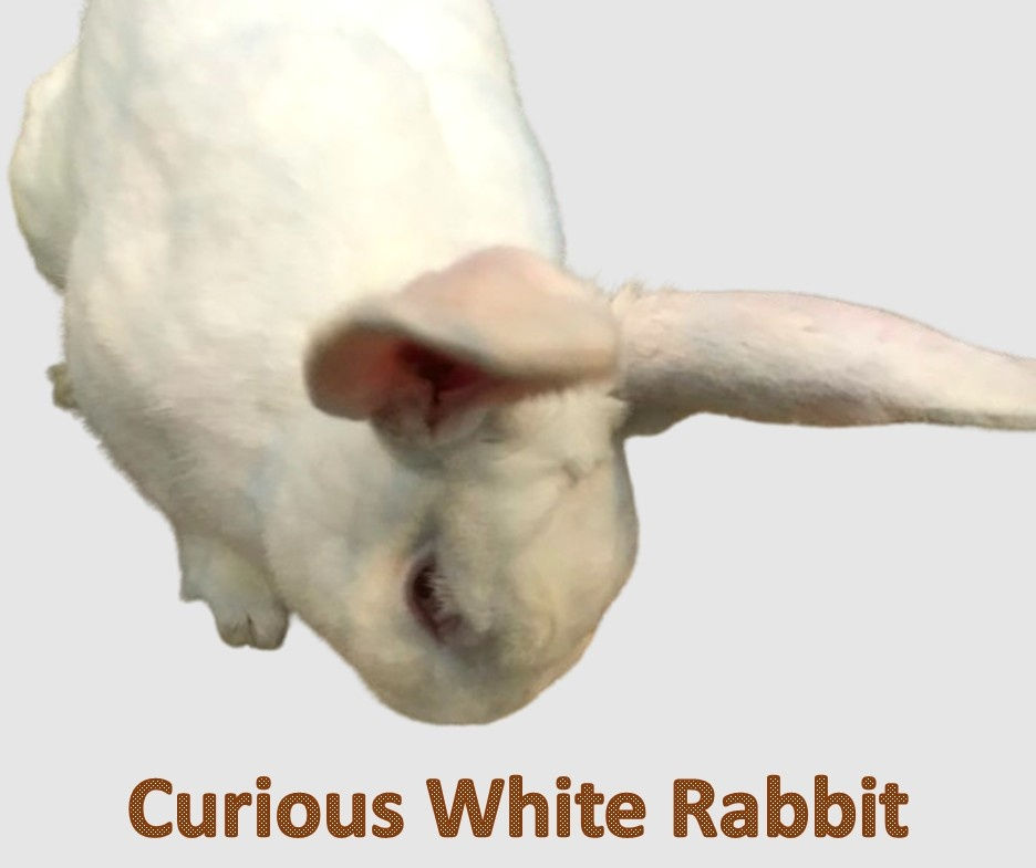 Black Dutch rabbit
