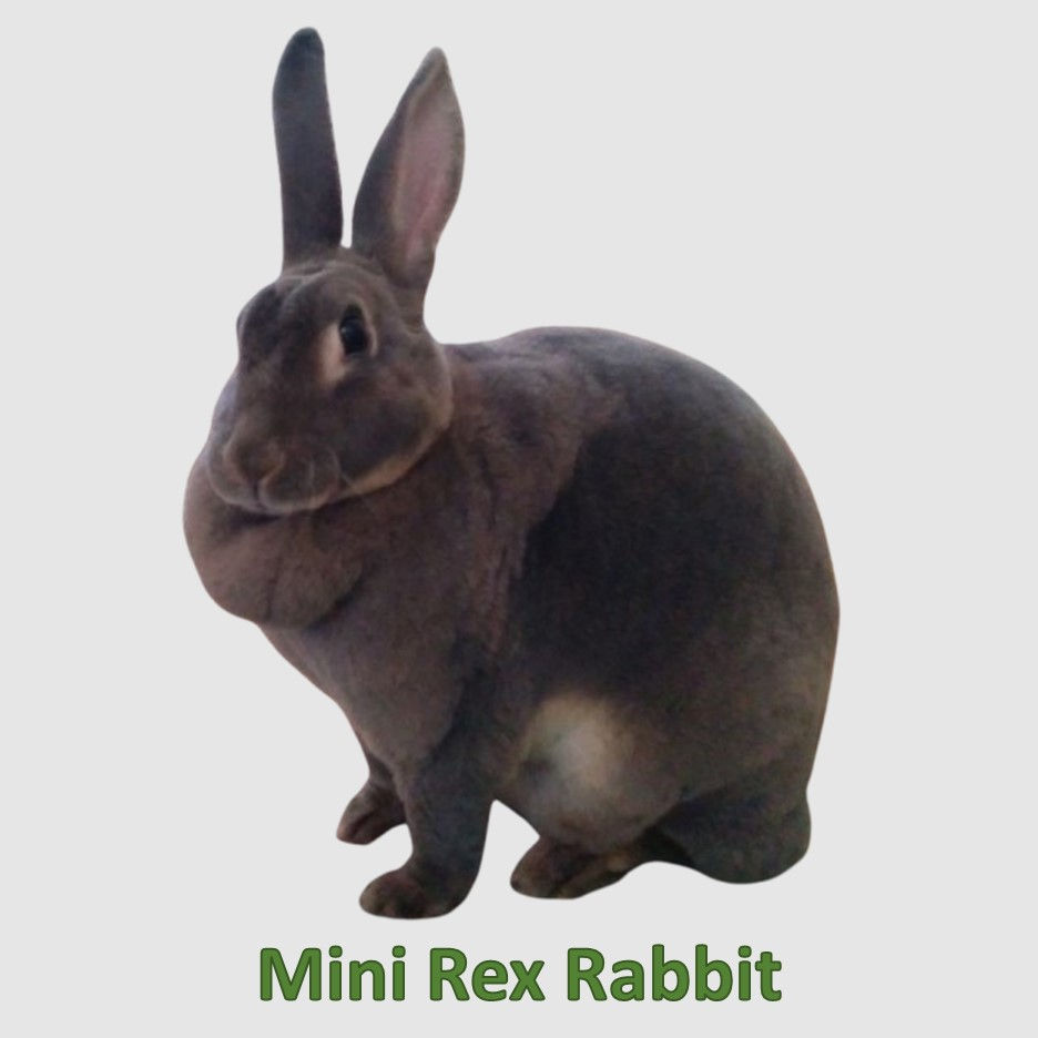 Rabbit Imitating Art selection