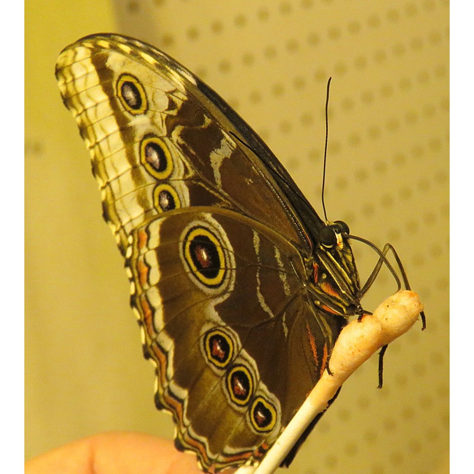 butterfly drinking
