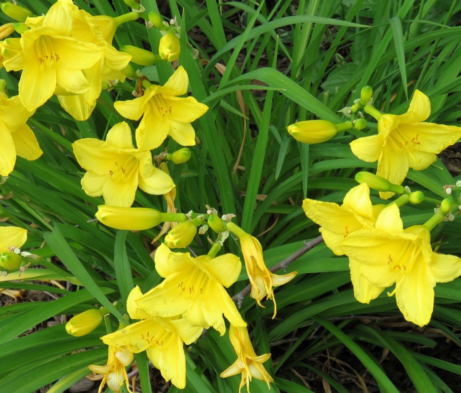 flower photo