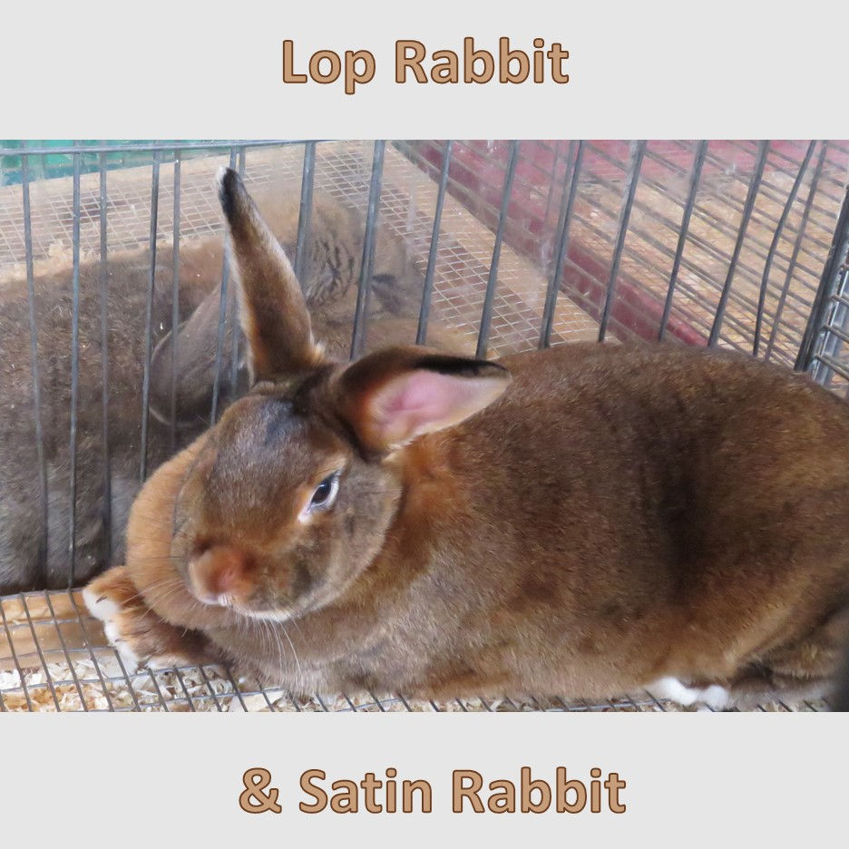 Rabbit photo