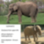 Collage of two elephants in zoo habitats with text: ELEPHANTS! African elephant—Indianapolis Zoo; Asian elephant—St Louis Zoo