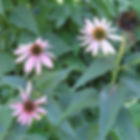 Pink coneflowers with green leaves in a garden. One flower is wilted, while others bloom vibrantly under sunlight. Lush, leafy backdrop.