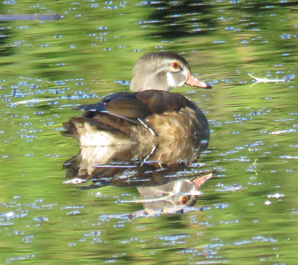 A brown duck swims on a reflective green pond, surrounded by small ripples and scattered water plants, creating a serene scene.