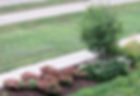Garden with a small tree and pink flowers near a sidewalk. Grass surrounds the area, creating a neat and peaceful setting.