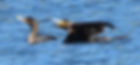 Two cormorants swimming on a blue lake, one with wings slightly open. Bright sunlight sparkles on the water, creating a serene scene.
