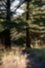 bangtailtrailpics-3_edited.jpg