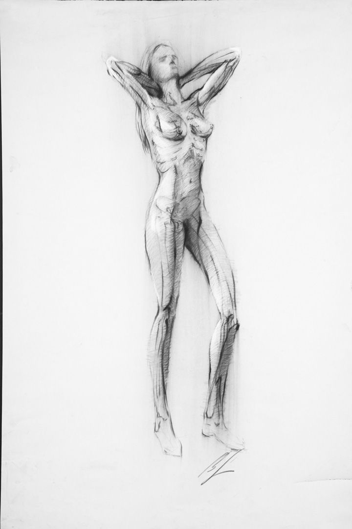 Anatomy Study 3