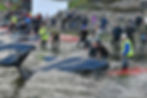 The killing lasted over an hour and half. Some whalers killed “professionally,” others did not.