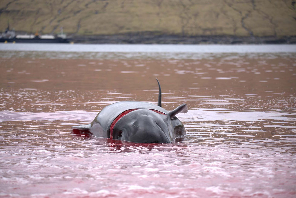 Over 125 Pilot Whales Killed in First Faroe Islands Hunt of 2026