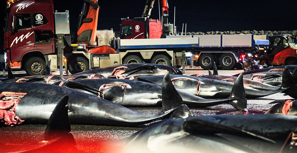 Pilot whales killed in the July 20th grindadráp