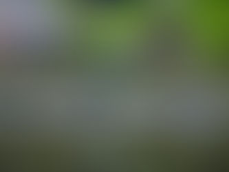 Traumatized pilot whales in shallow fjord