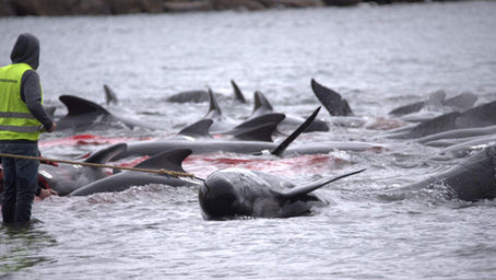 More Than 700 Whales and Dolphins Killed in Single Day