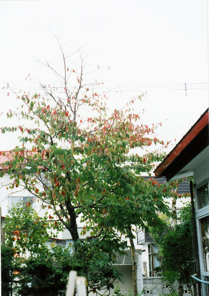 cherry blossoms in the garden
