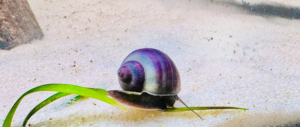 Thumbnail: Purple Mystery Snail