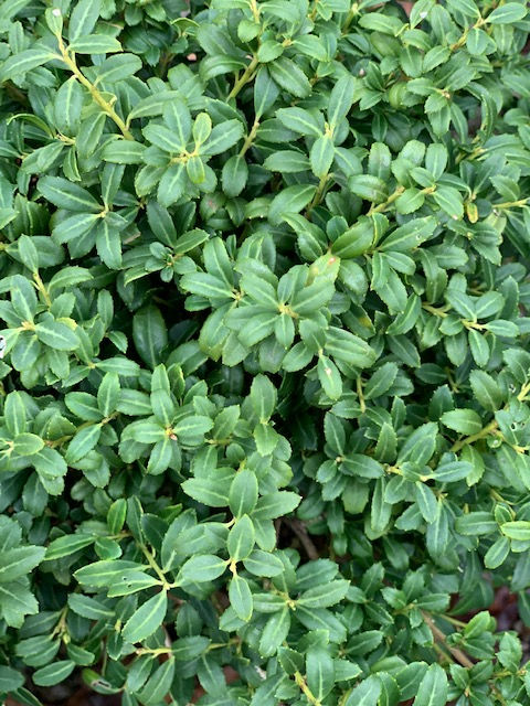 Holly
