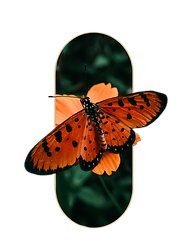IMG_4400.png