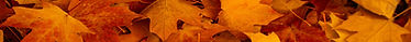 LeavesStrip.jpg
