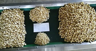 Macadamia Cracker typical crackout