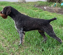 Olaf IV vom Böckenhagen