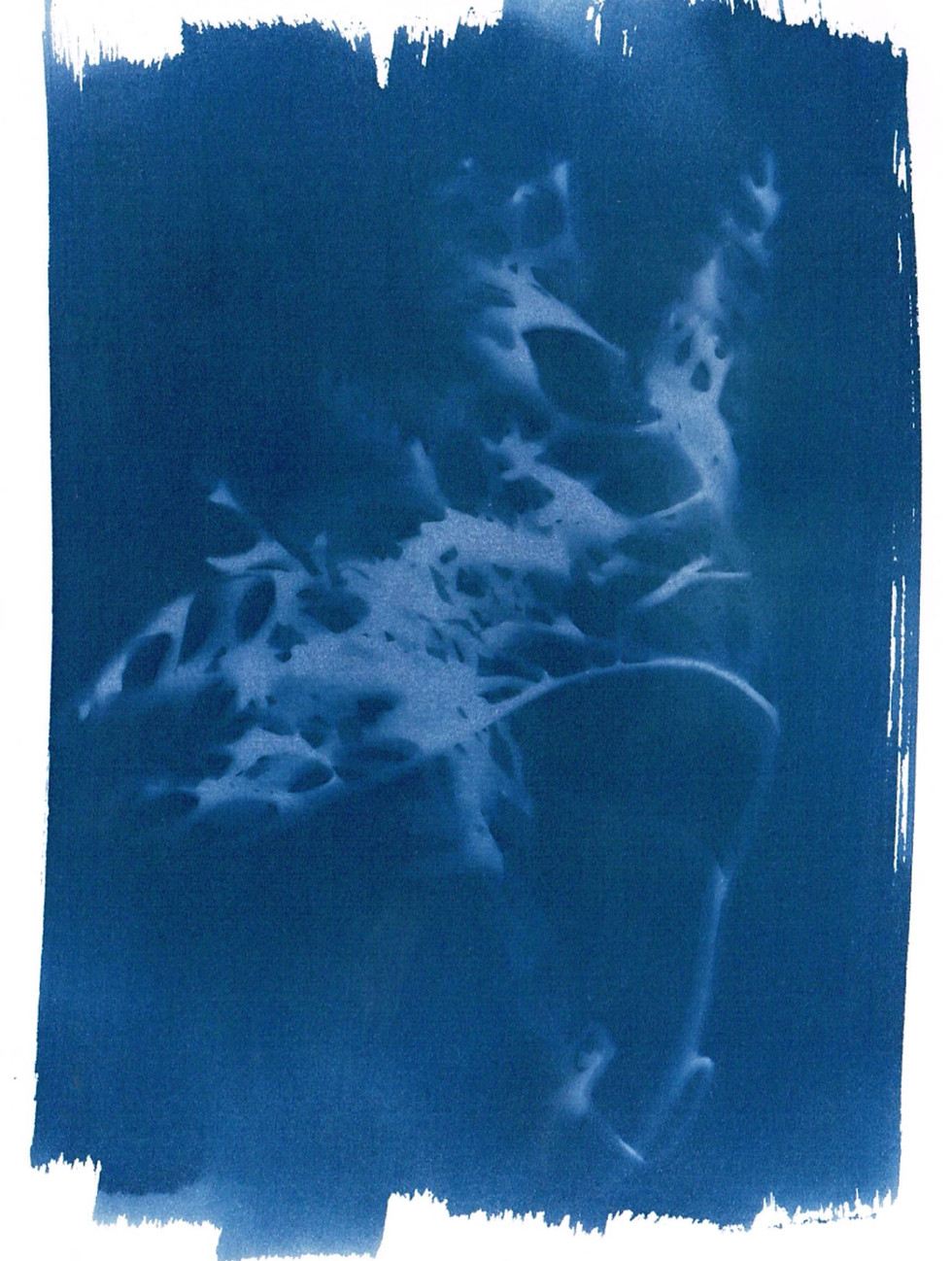 Cyanotype.jpg