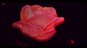 3D & CAD