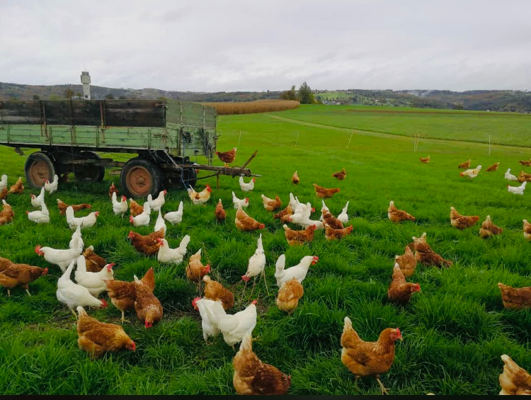 Eier von glücklichen Hühnern!