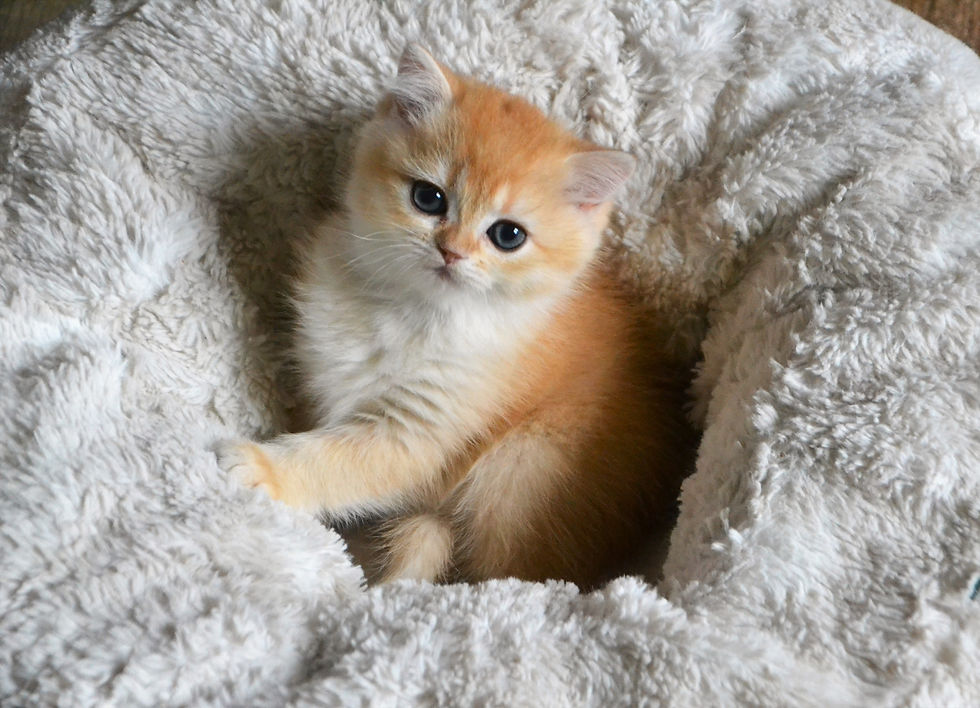 Tyson
