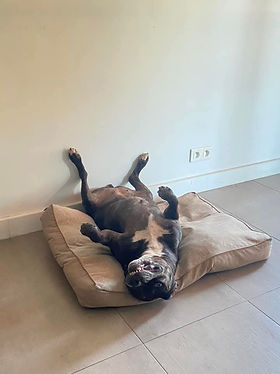 Nala.jpg