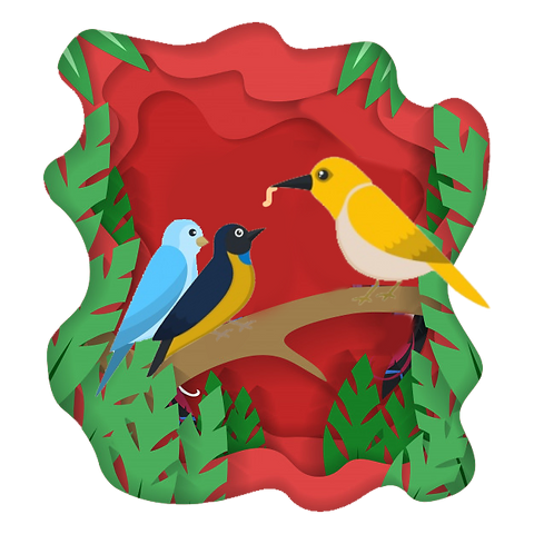 Bird Feeding Aviary Palembangbirdpark