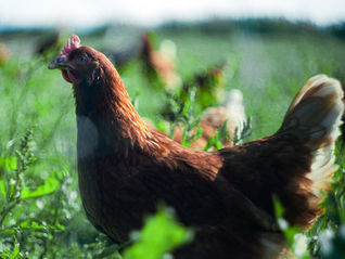 A red hen in a field in the sunshine