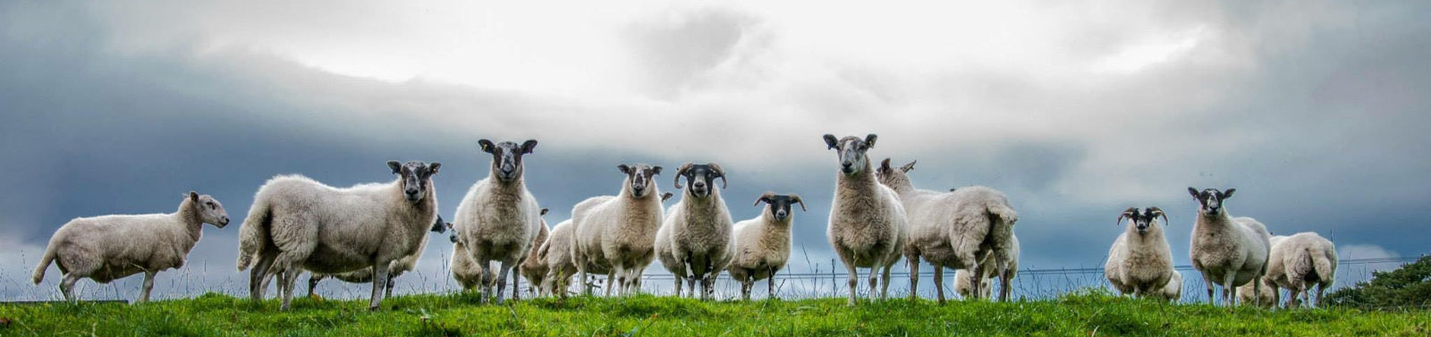 A row of sheep standing on the brow of a hill are looking at the camera