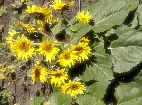 sunflowergarden.JPG