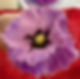 Felt Flowers